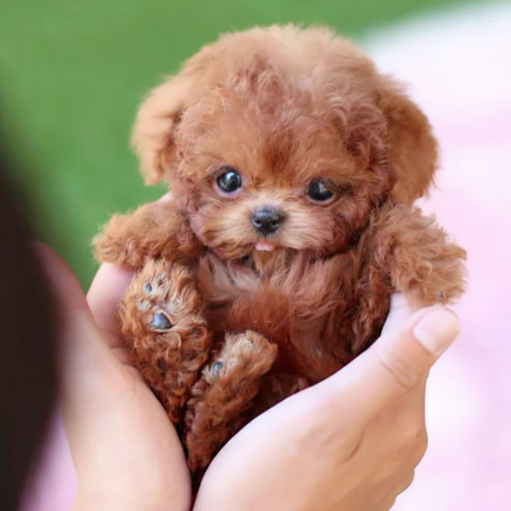 Interactive Robotic Puppy Dog Toy