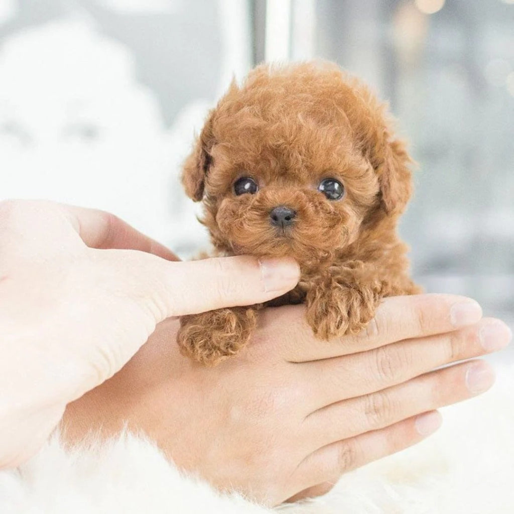 Interactive Robotic Puppy Dog Toy